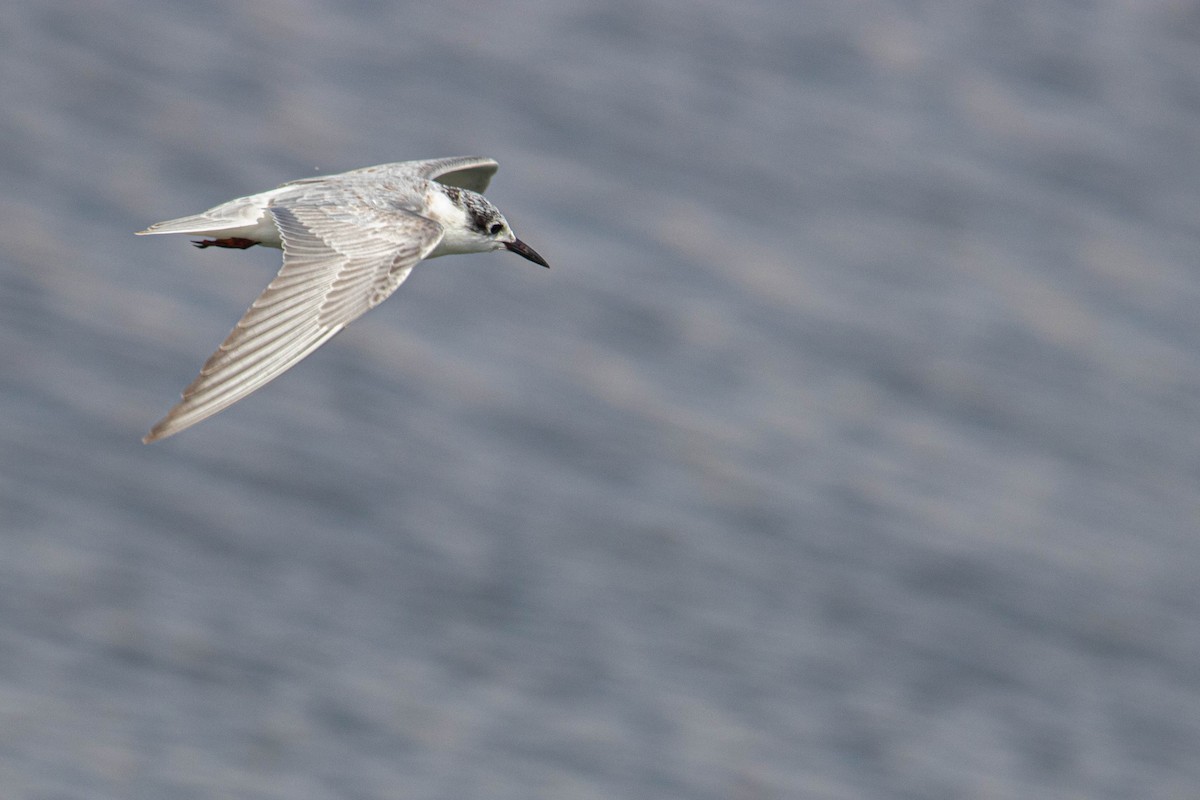 White-winged Tern - ML608518031