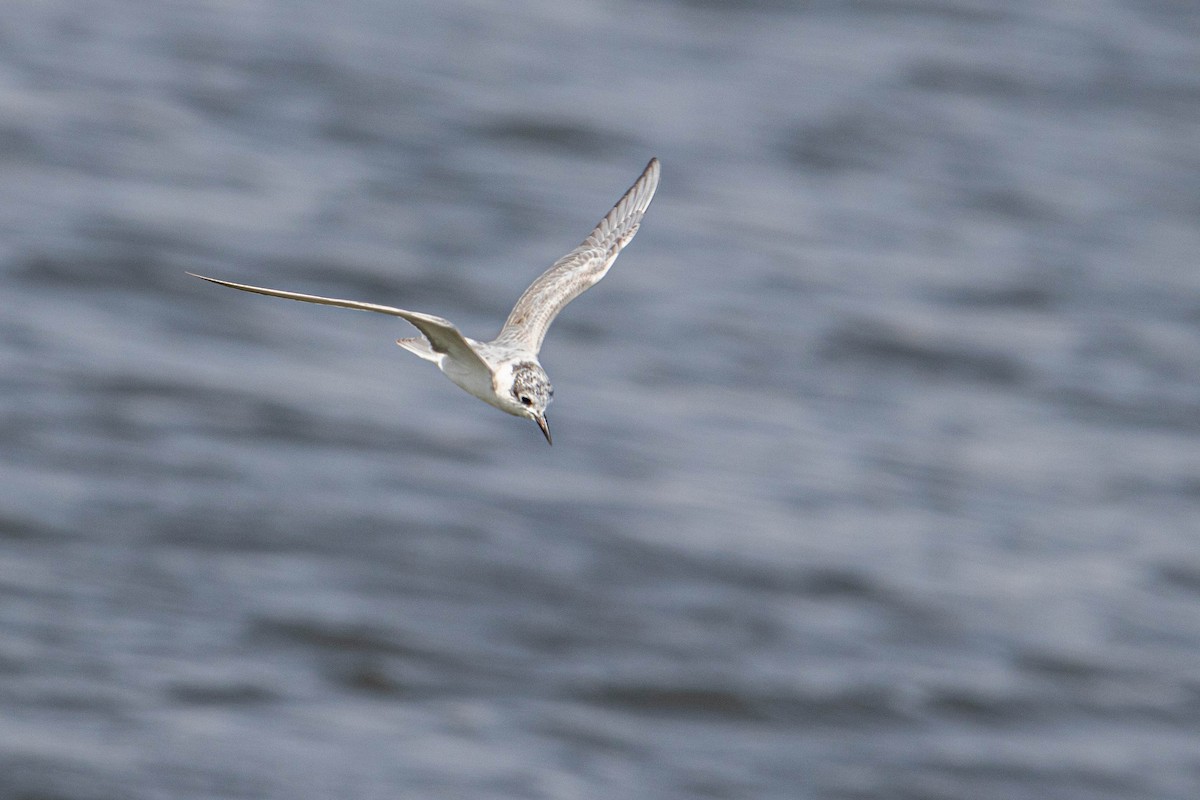 White-winged Tern - ML608518032