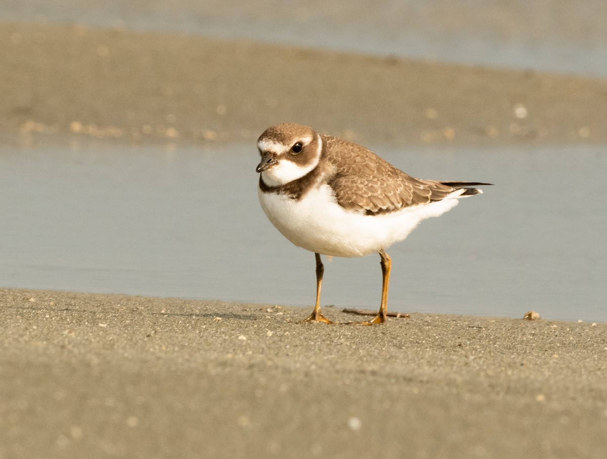 Semipalmated Plover - ML608518045