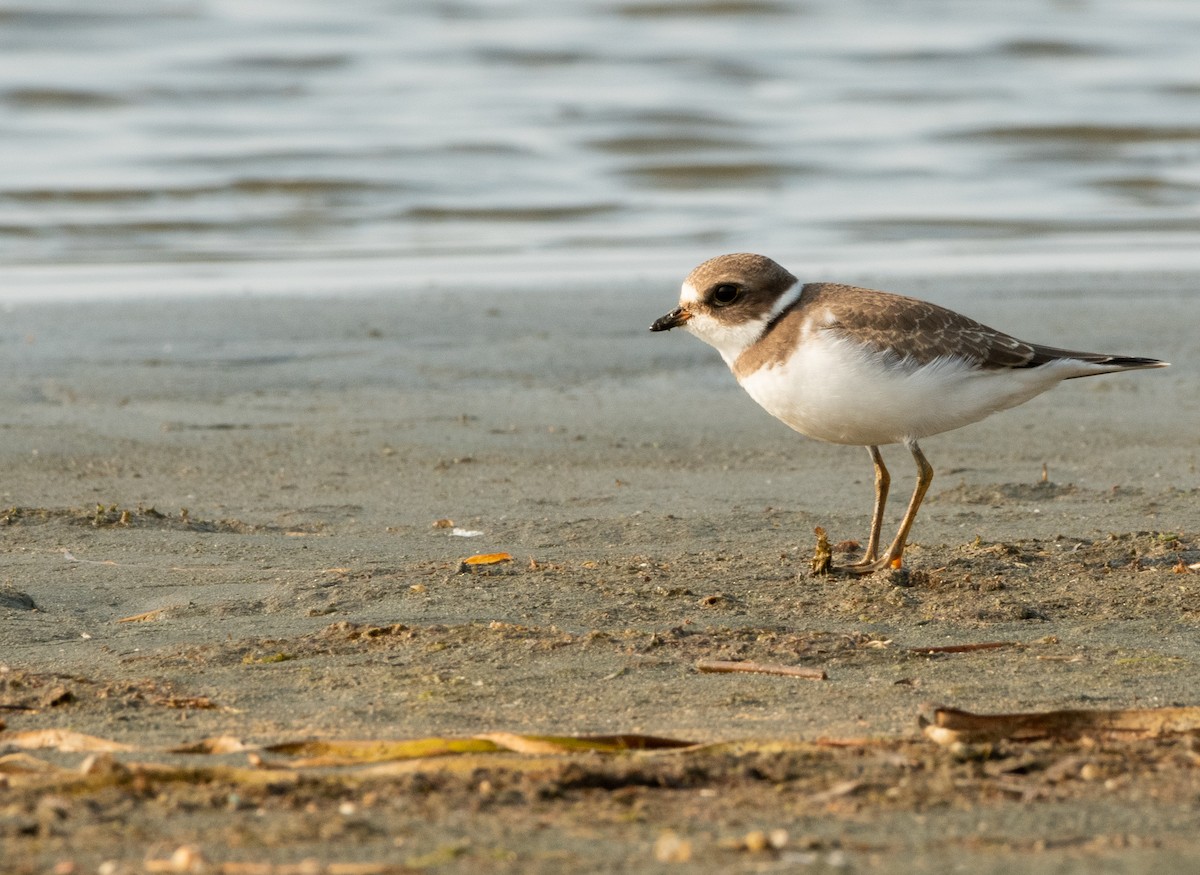Semipalmated Plover - ML608518144