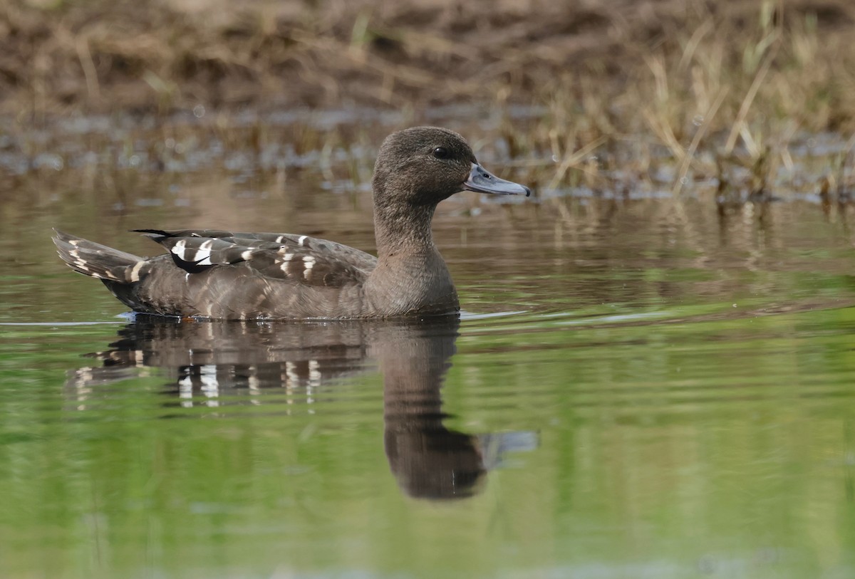 African Black Duck - ML608518356