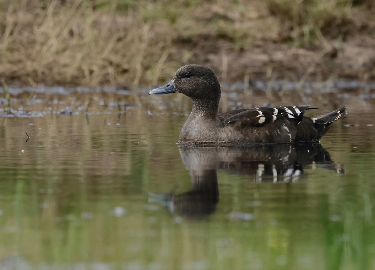 African Black Duck - ML608518358