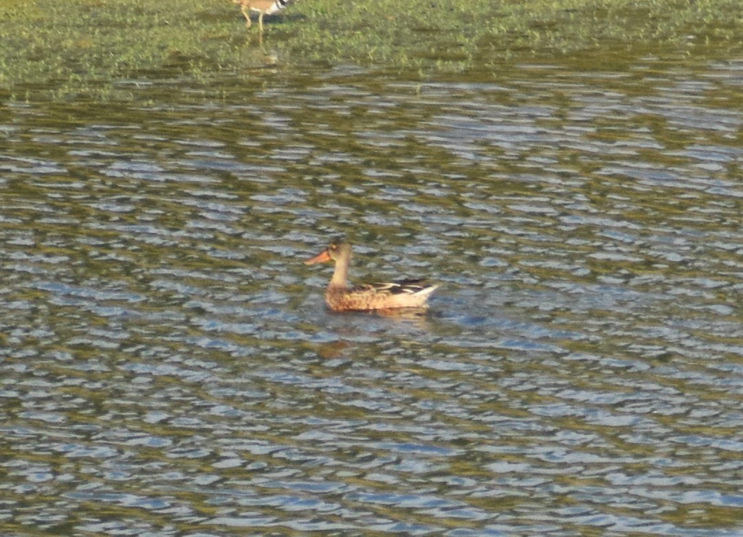 eBird Checklist 5 Sep 2023 Wood Dale Reservoir 41 species (+1