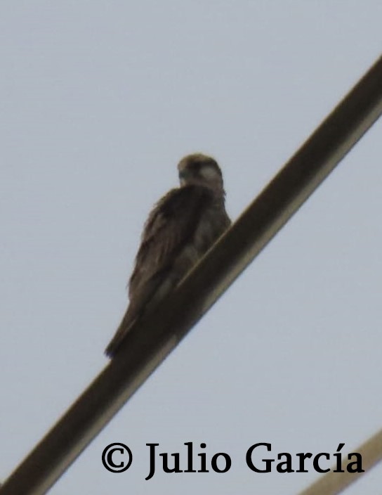 Lanner Falcon - Aves de Málaga