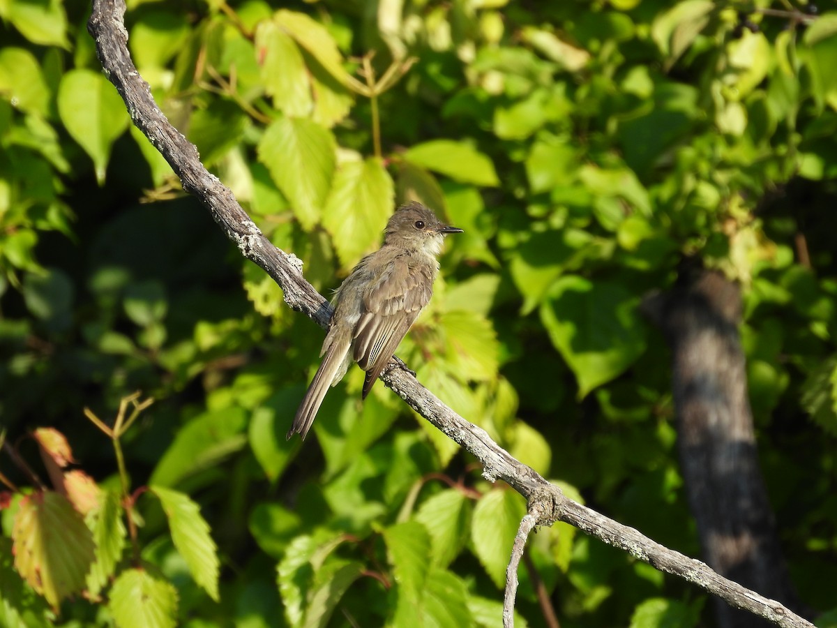 Great Crested Flycatcher - ML608518875