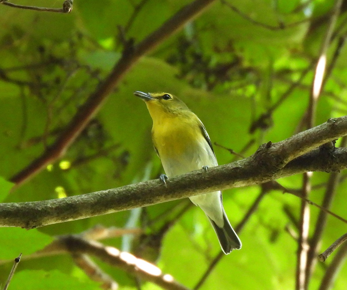 eBird Checklist - 5 Sep 2023 - Frank Melville Memorial Park and Mill ...