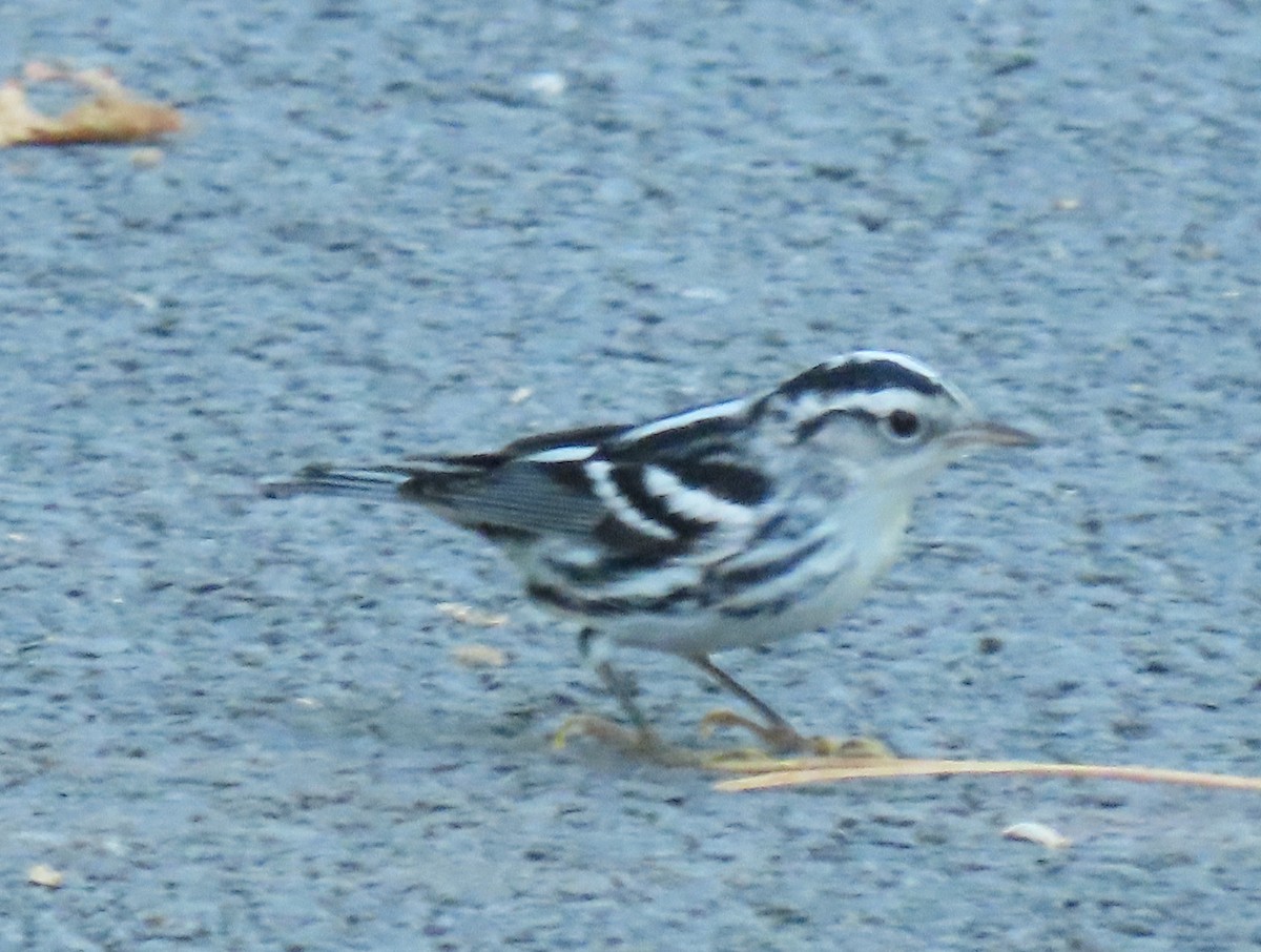 Black-and-white Warbler - ML608518935