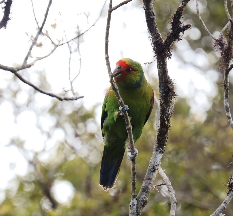 Red-faced Parrot - ML608518966