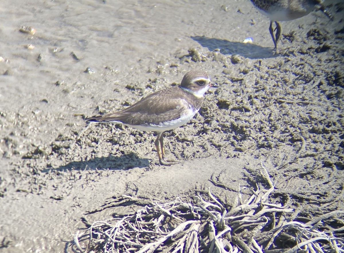 Semipalmated Plover - ML608519333