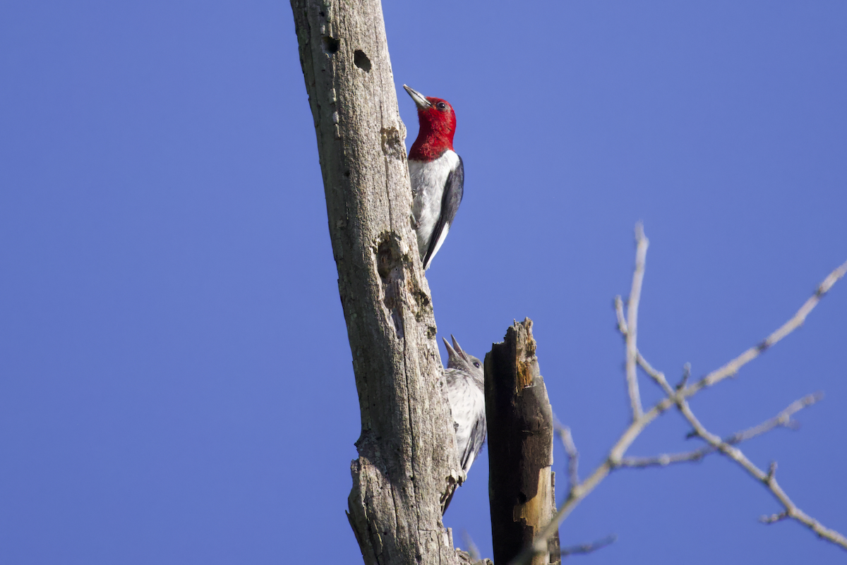 Red-headed Woodpecker - Laura S Faulconer