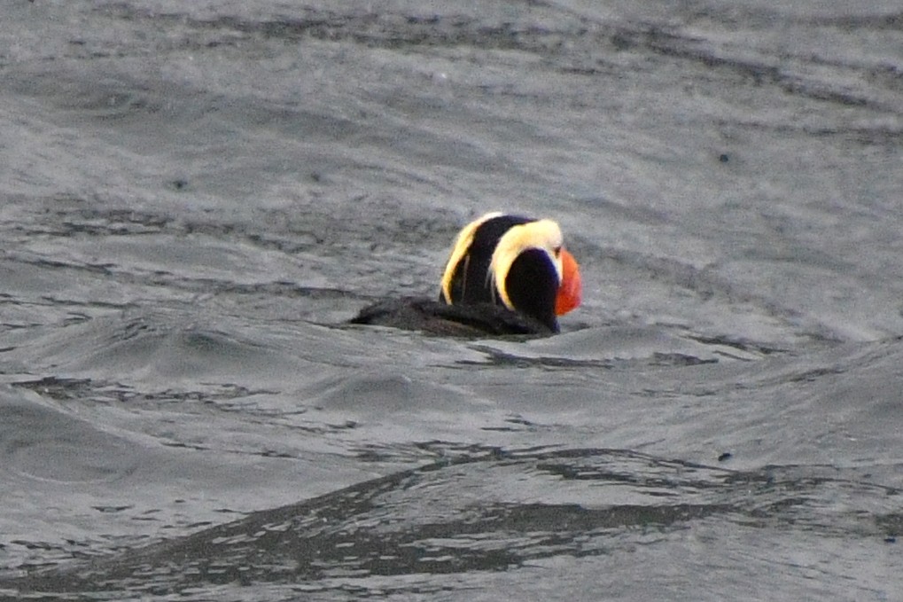 Tufted Puffin - ML608519903