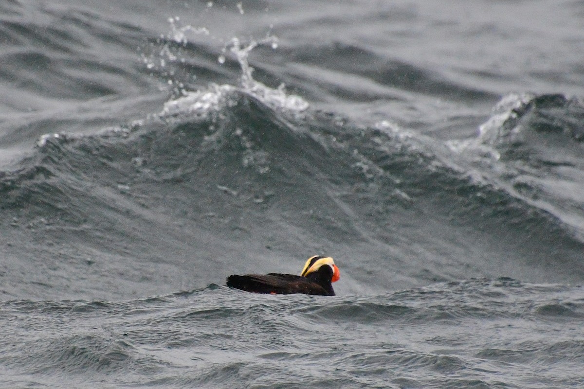Tufted Puffin - ML608519916