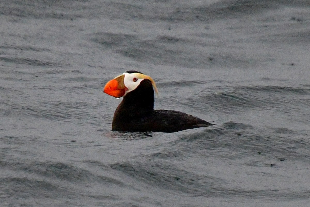 Tufted Puffin - ML608519929