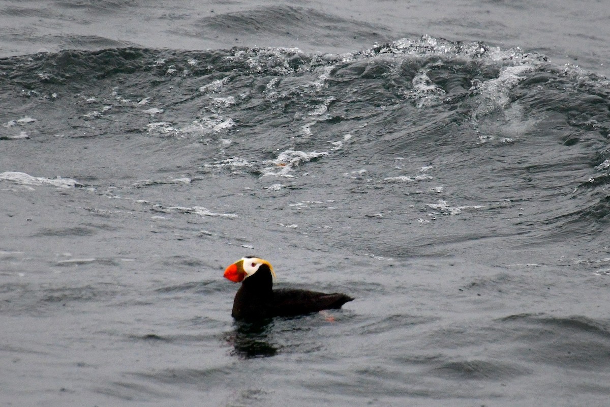 Tufted Puffin - ML608519941