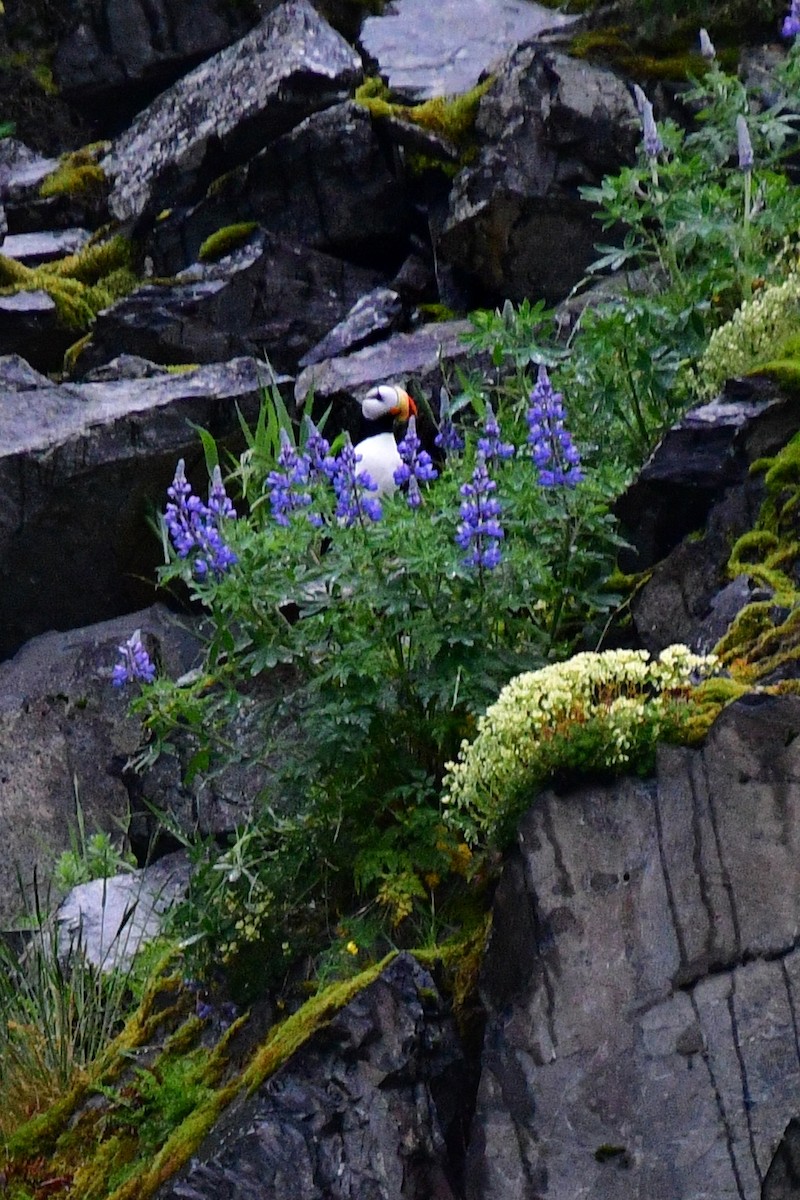 Horned Puffin - ML608519954