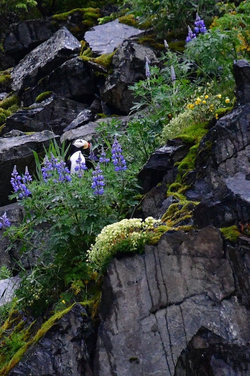 Horned Puffin - ML608519967