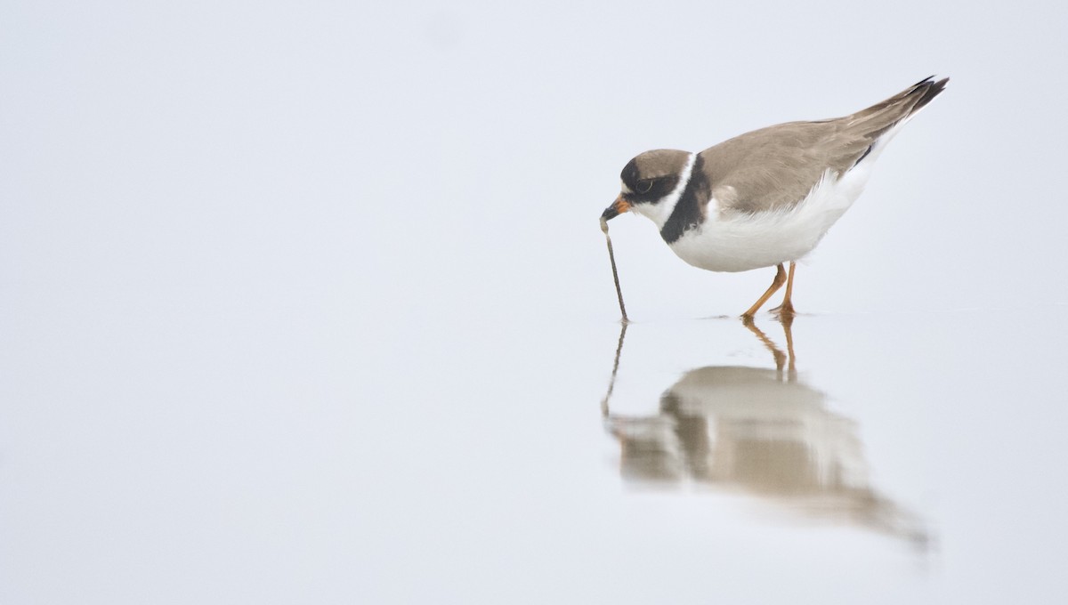 Semipalmated Plover - ML608520174