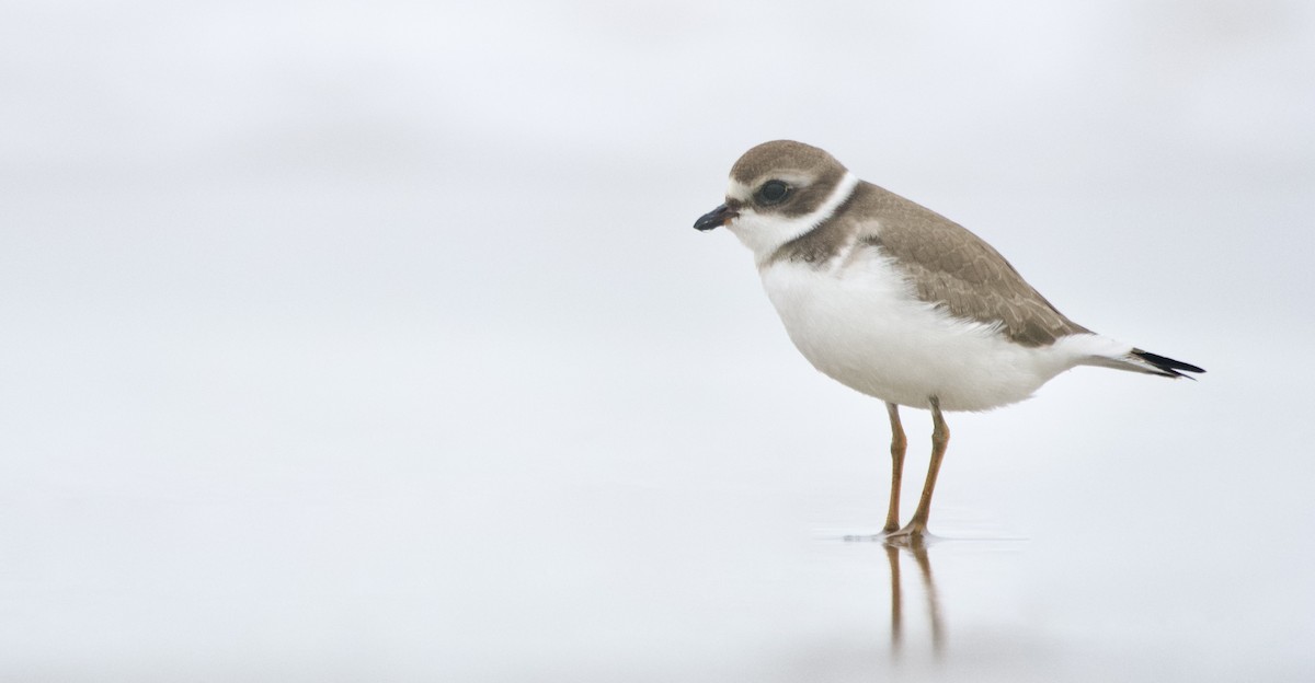 Semipalmated Plover - Weston Barker