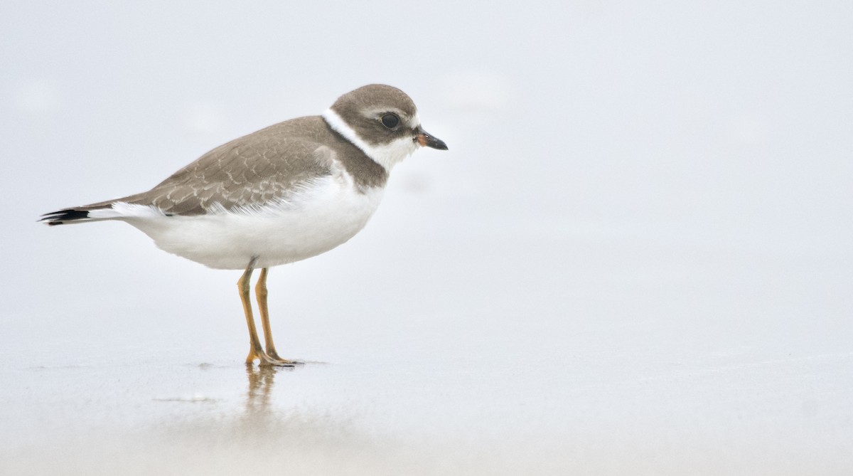 Semipalmated Plover - ML608520176