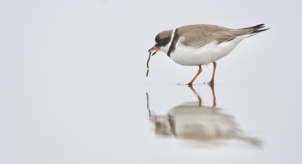 Semipalmated Plover - ML608520250
