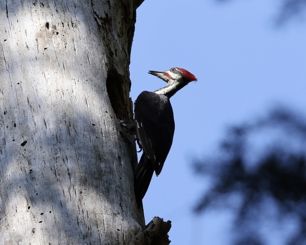 Pileated Woodpecker - ML608521030