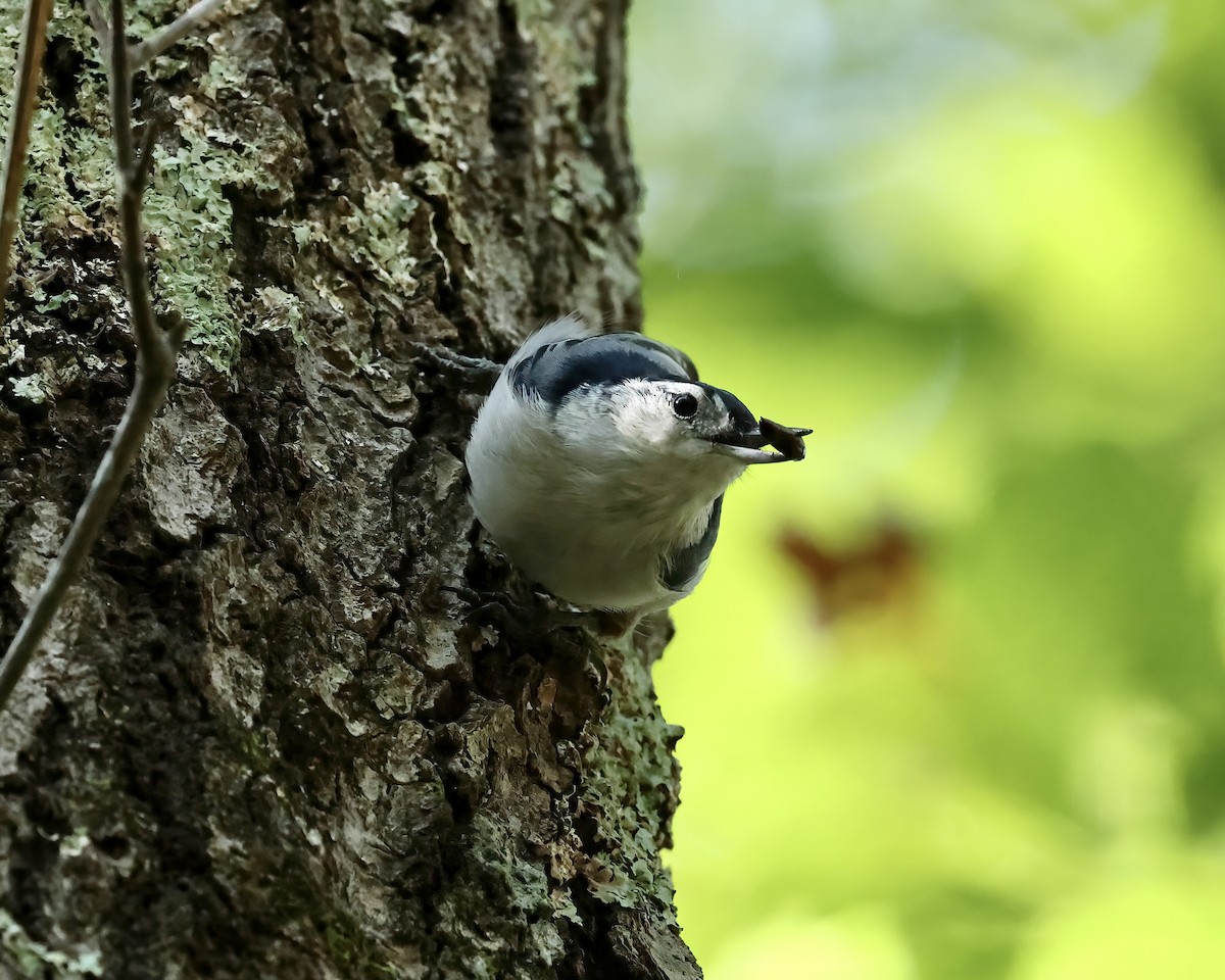 White-breasted Nuthatch - Debbie Kosater