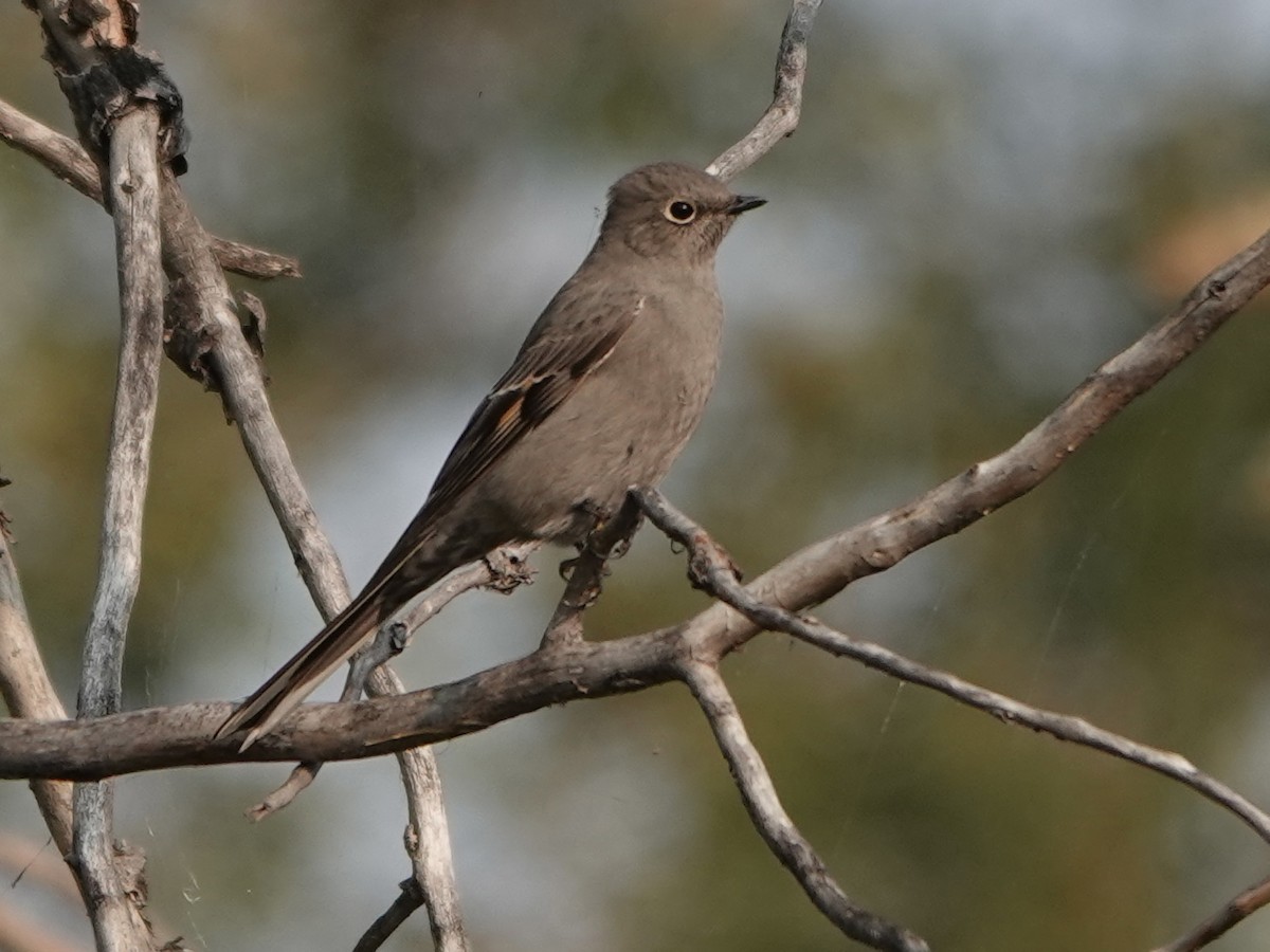Townsend's Solitaire - ML608521085