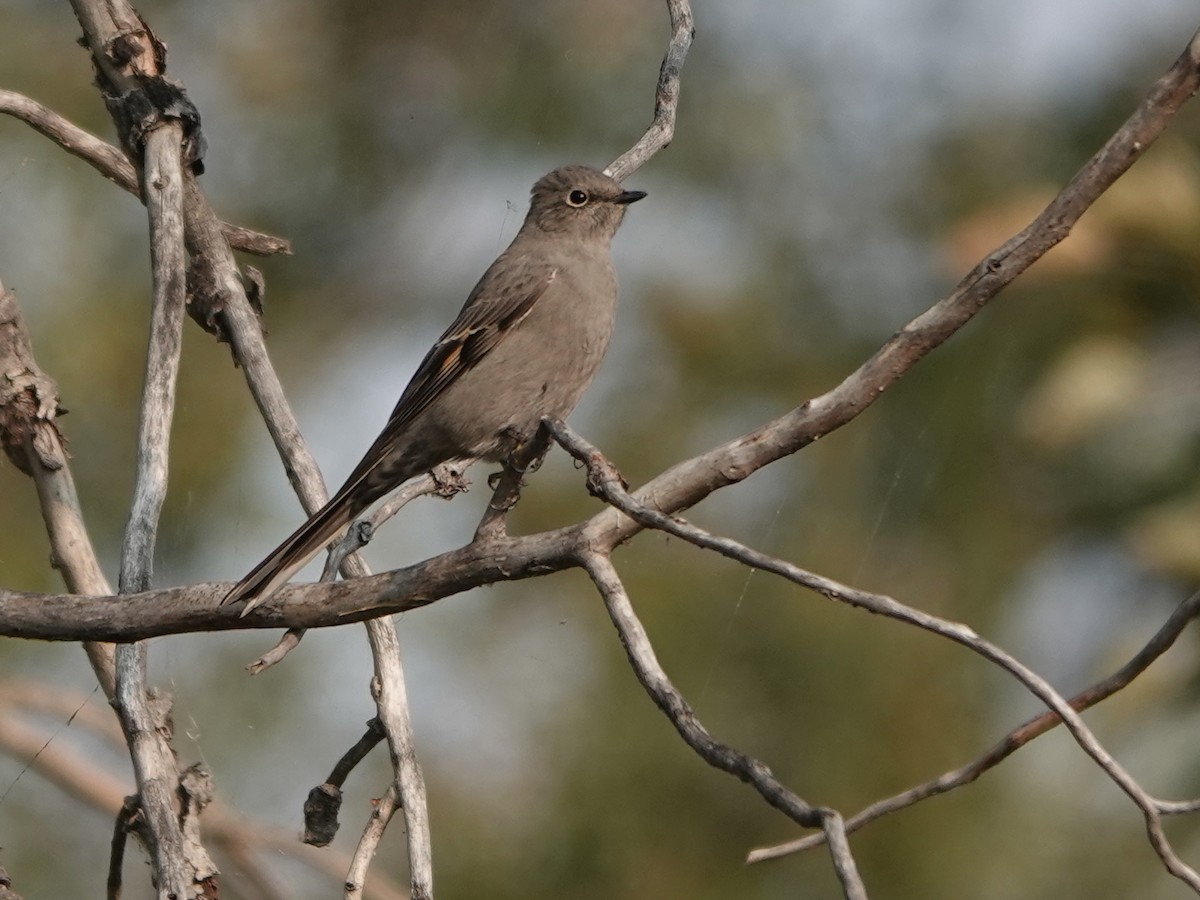 Townsend's Solitaire - ML608521086