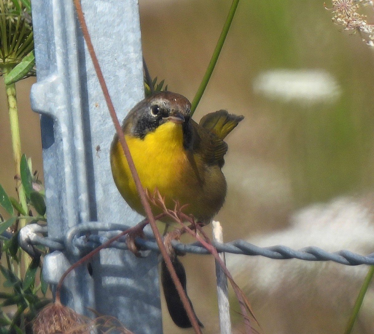 Common Yellowthroat - ML608521538