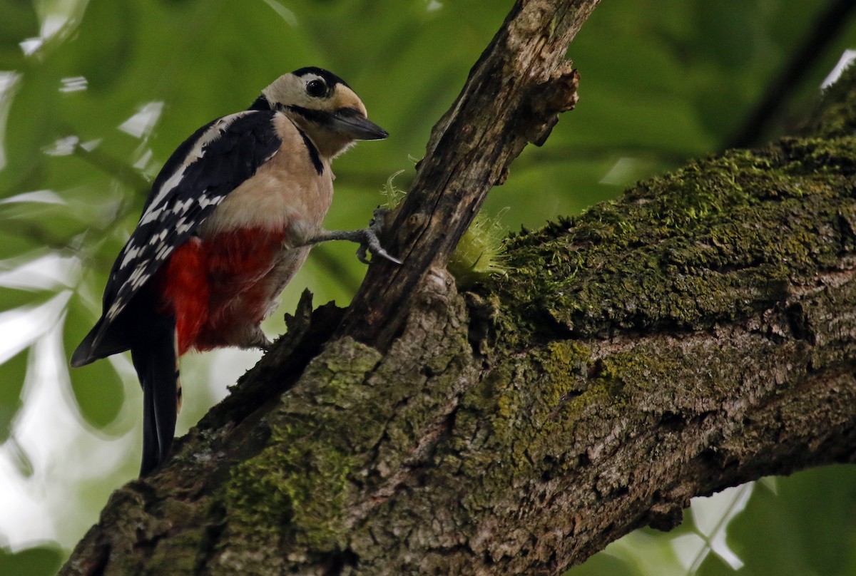 Great Spotted Woodpecker - ML608521552