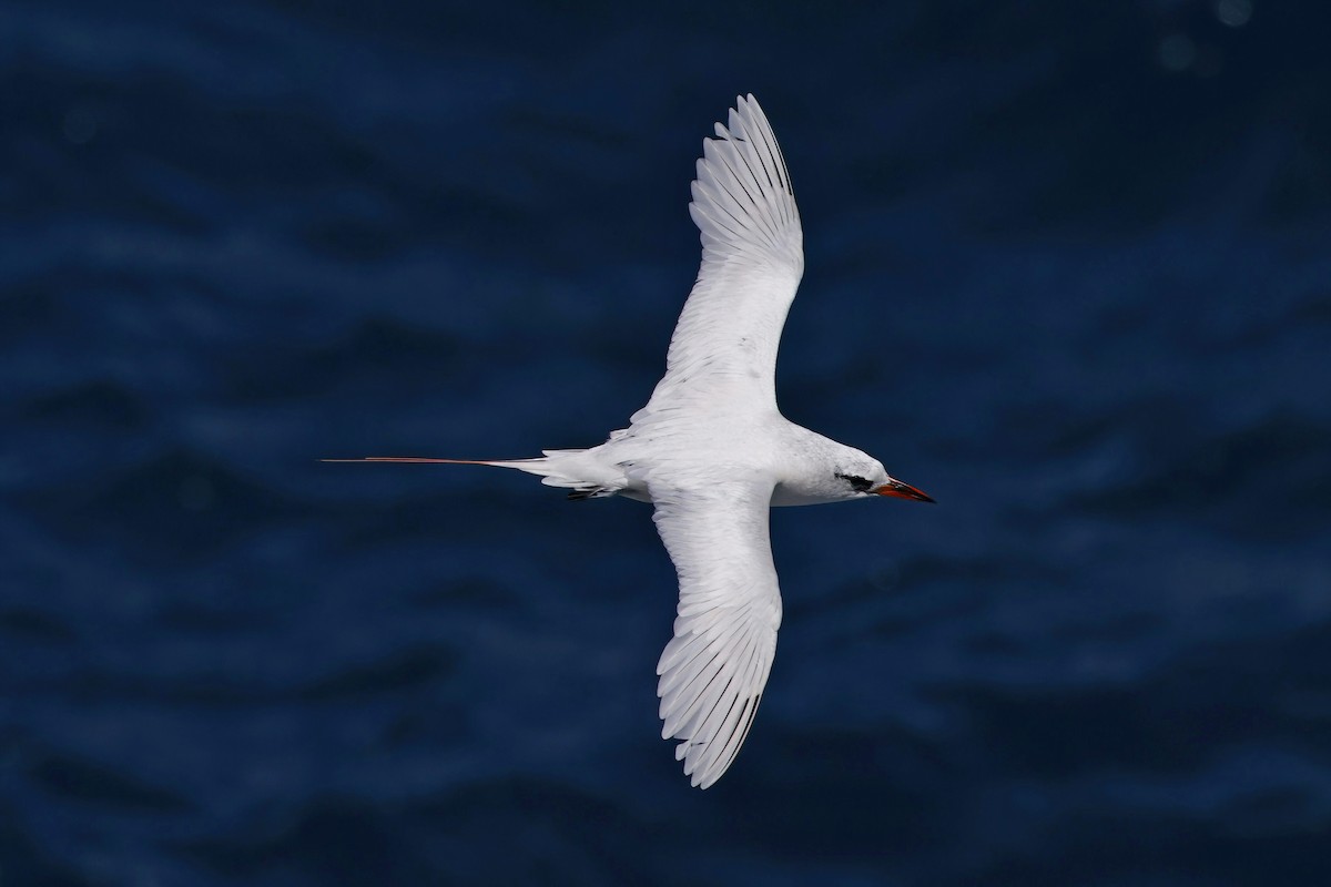 Red-tailed Tropicbird - ML608521621
