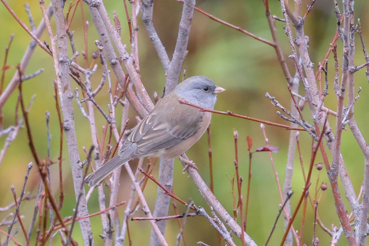 Dark-eyed Junco (Pink-sided) - ML608521716