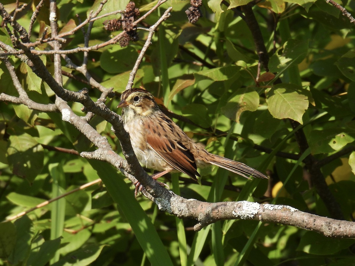 Swamp Sparrow - ML608521900