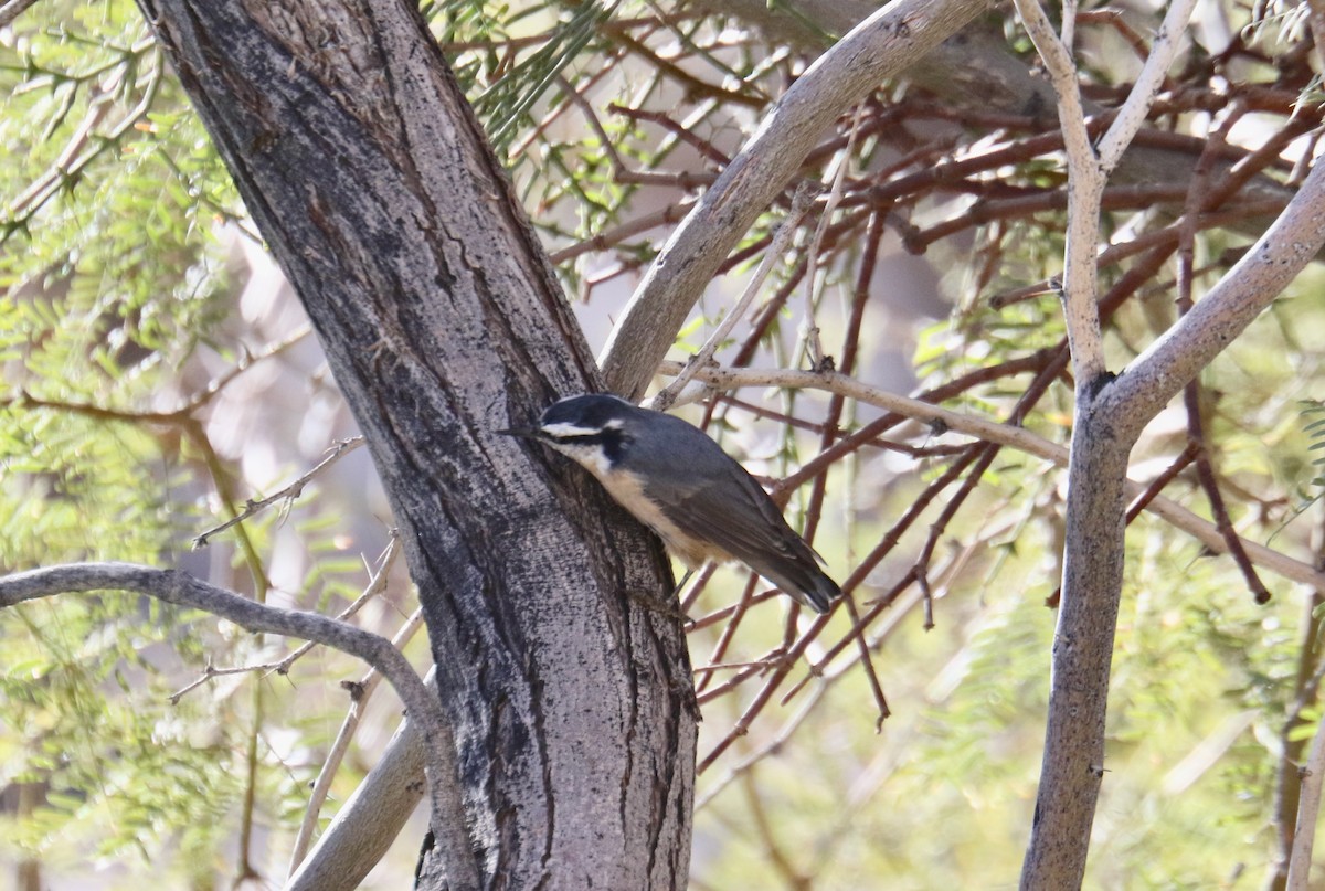 Red-breasted Nuthatch - ML608522192