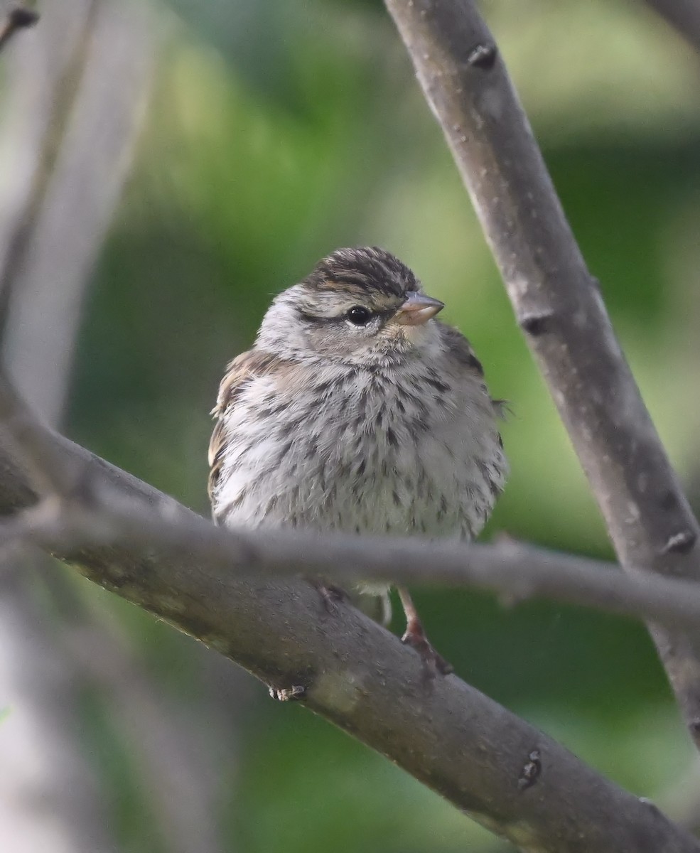 Chipping Sparrow - ML608522365