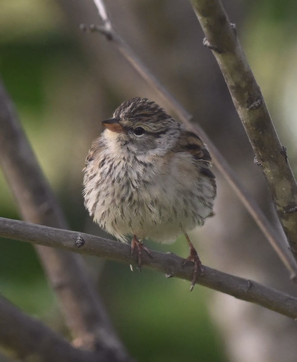 Chipping Sparrow - ML608522366