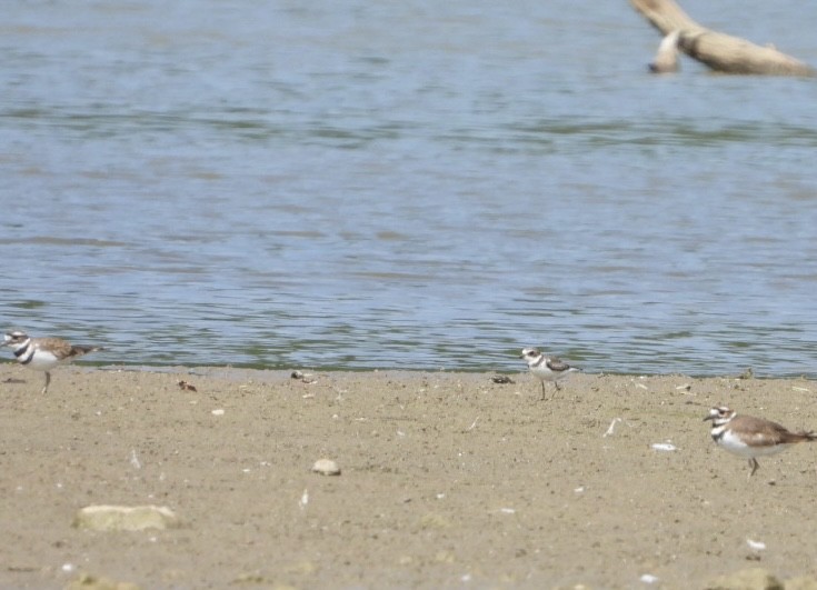 Semipalmated Plover - ML608522799