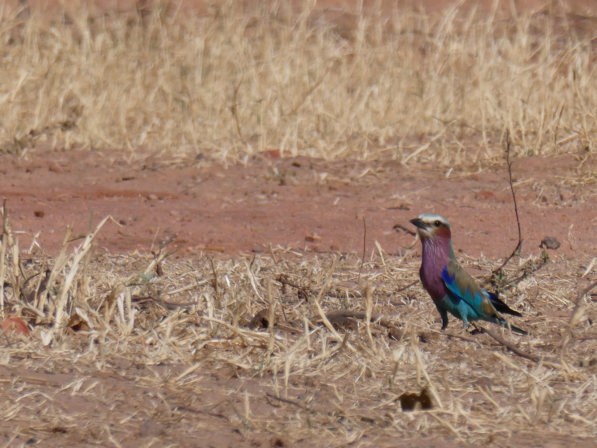 Lilac-breasted Roller - ML608523580