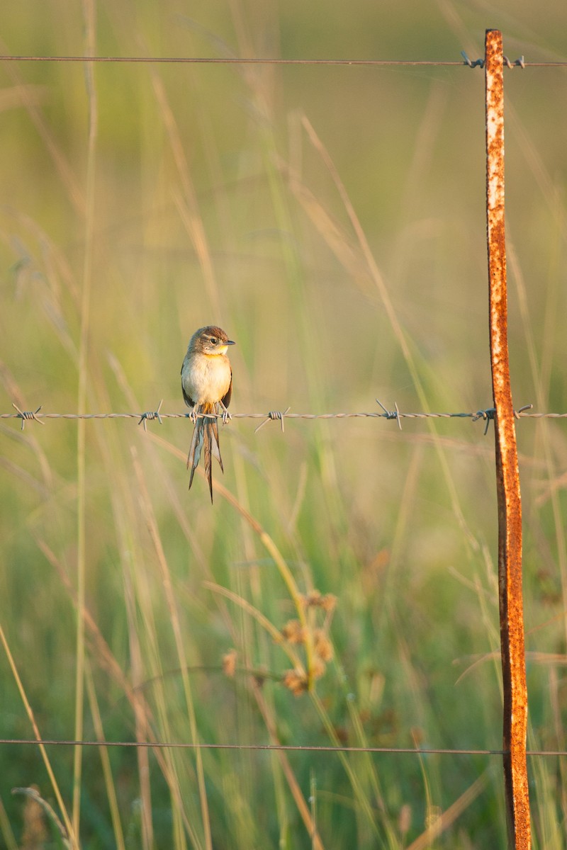 Chotoy Spinetail - ML608523933
