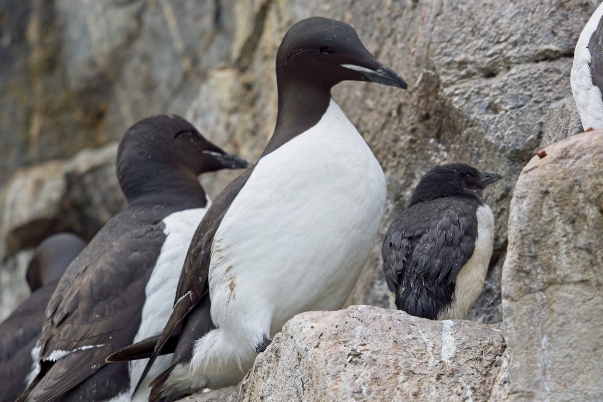 Thick-billed Murre - ML608524192