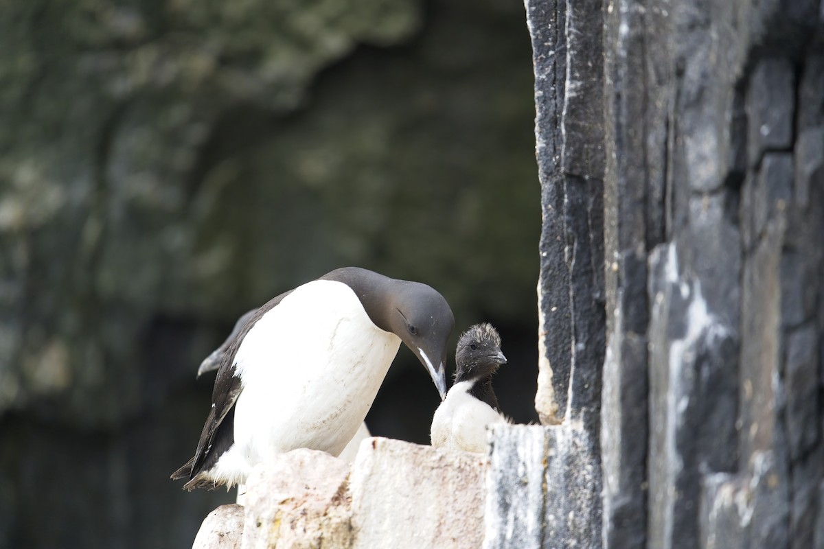 Thick-billed Murre - ML608524193