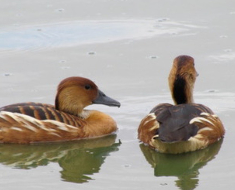 Fulvous Whistling-Duck - MYRIAM THEREZA BAMBERG CASTRO
