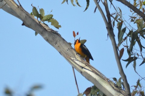 Black-backed Oriole - eBird