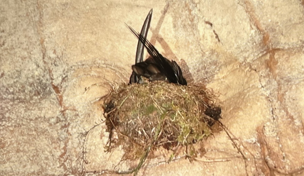 Mossy-nest Swiftlet - Sarah Womack