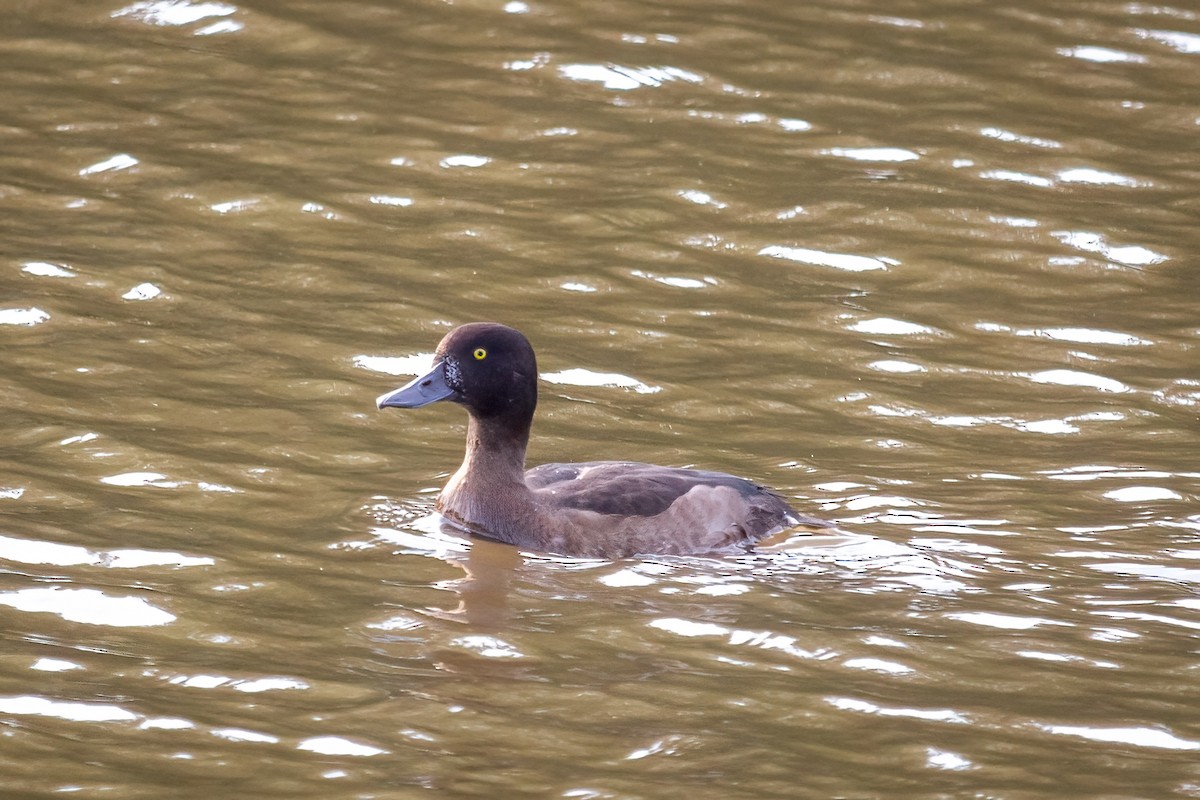 Tufted Duck - ML608525152