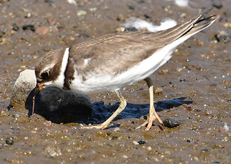 Semipalmated Plover - ML608525181