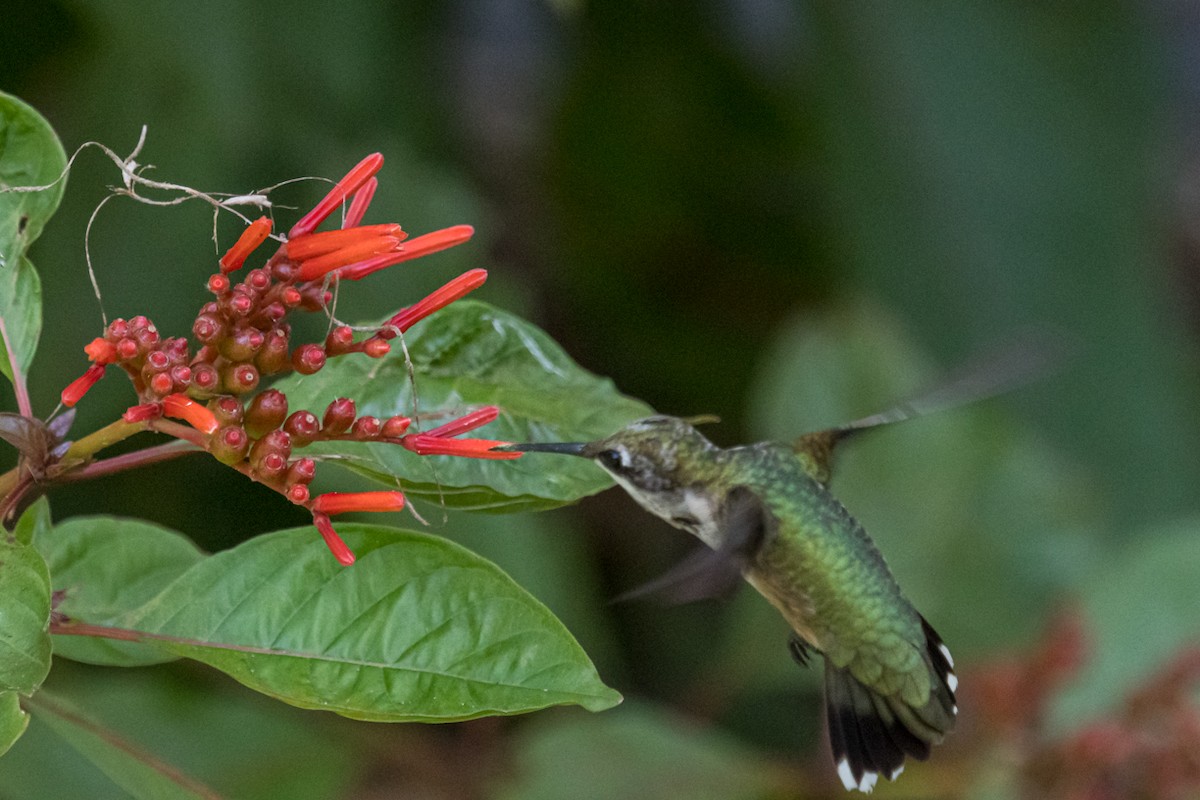 Ruby-throated Hummingbird - ML608525264