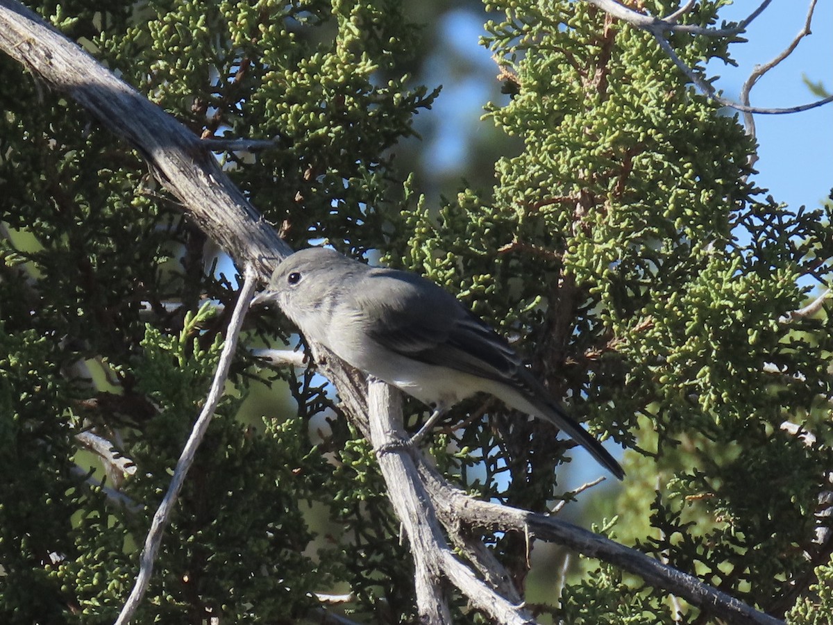 Ebird Checklist Sep White Rock Wtp Species