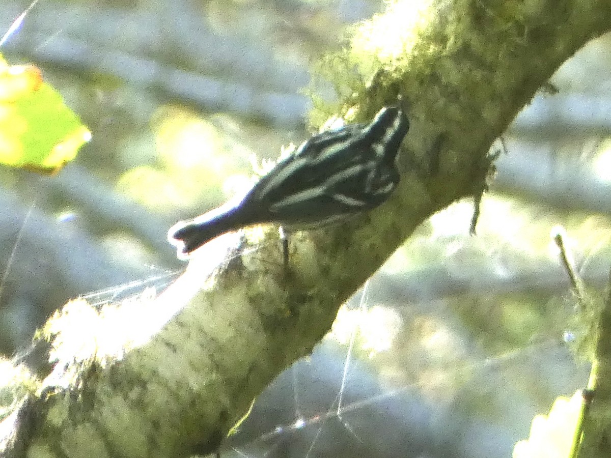 Black-and-white Warbler - ML608525753