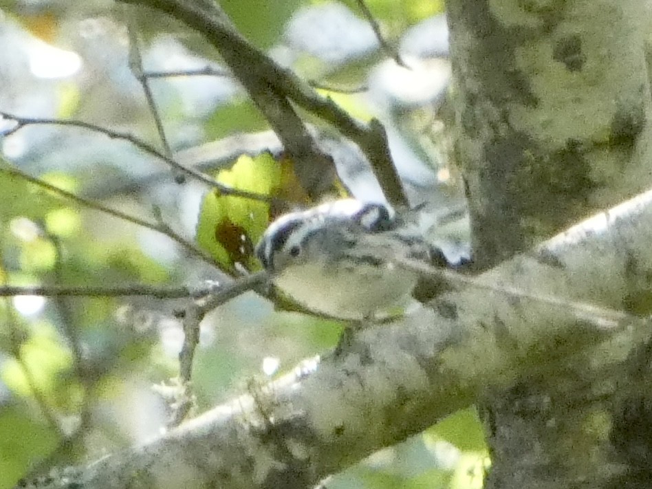 Black-and-white Warbler - ML608525754